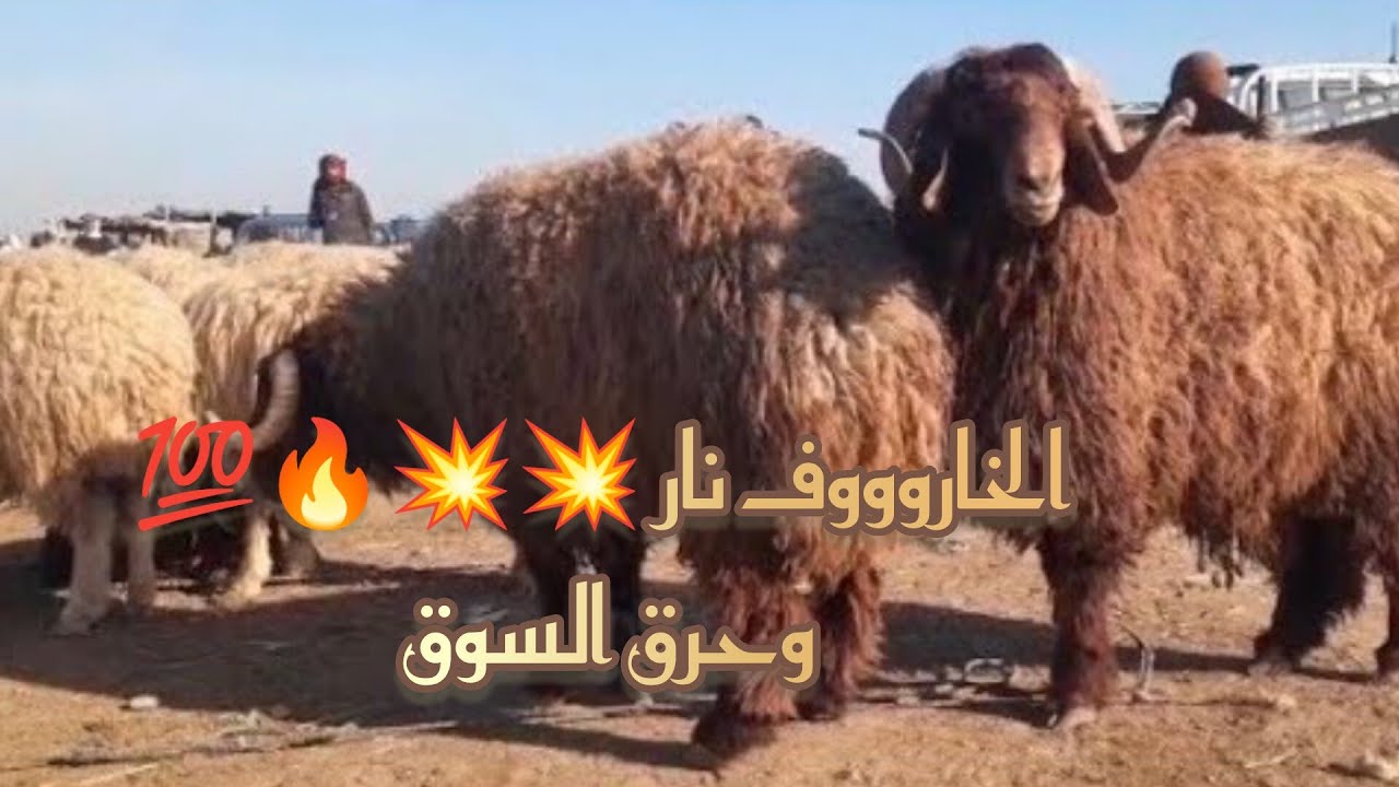 سوق الحدادية اليوم2026/2/14 الحلال مع الدلال ابو فادي وحركة السوق 💥🔥💥🔥💥🔥توزن اليوم غوق ال٥ دولار