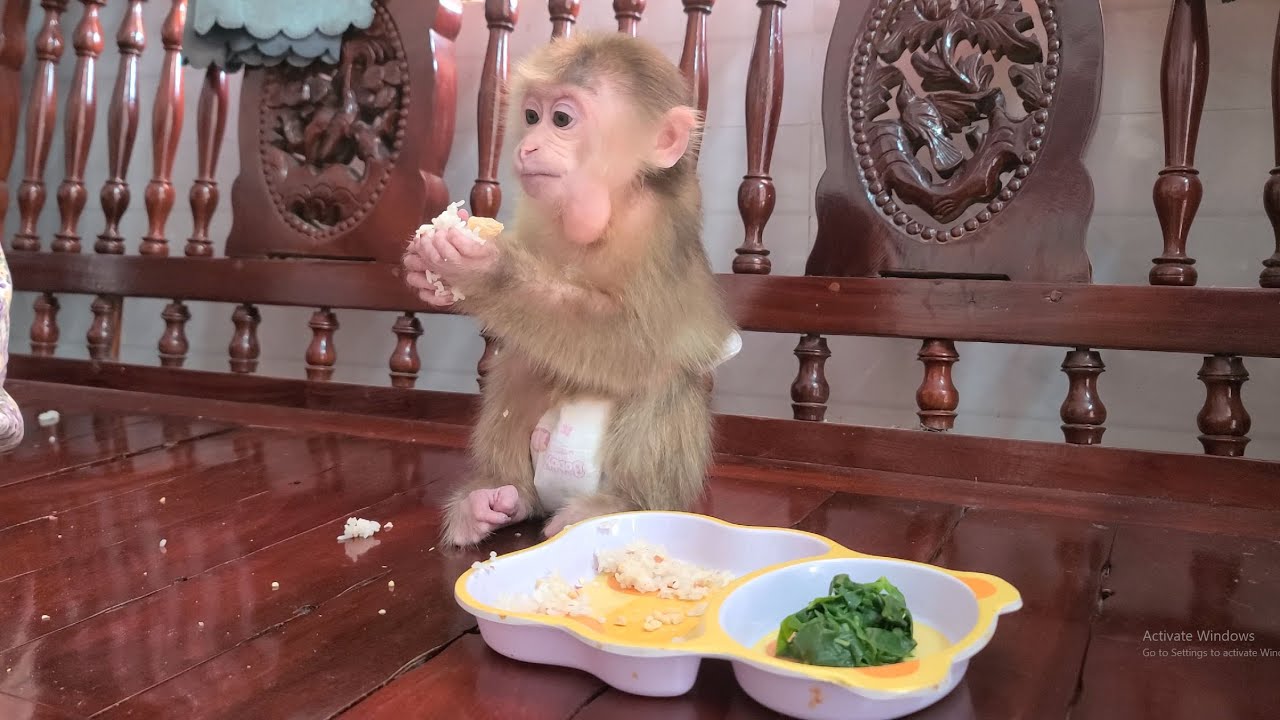 Monkey David's simple lunch menu then takes medicine - YouTube