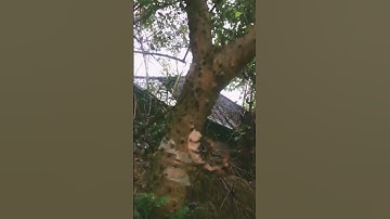 Cây Ưng bất bạc rừng sđt 0793215680