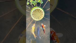 Survival Skills Unreal Fish Trap With Just A Papaya