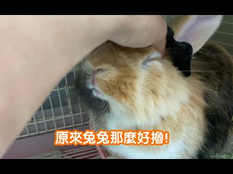 原來兔子要摸這裡才舒服！｜幣寶養兔日記｜ChamKnows【冠軍知道】