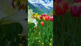 🩸Türkü🩸 Harput\