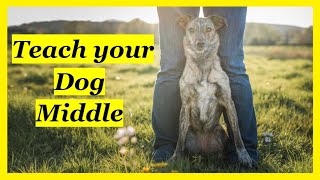 How to Teach Your Dog Middle/Legs by Kathleen Tepperies CTDI, CAP3, FSG1 74 views 2 months ago 6 minutes, 9 seconds