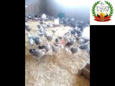 الدجاج الدقي بمحطة السرو الأحد 14 أبريل2019 تصوير م محمد ياسين