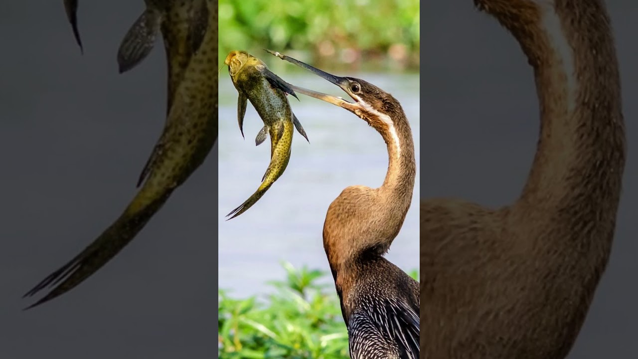 An African darter spears a slippery fish with its beak at Chobe river in Botswana