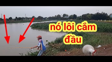 Câu cá tra sông// Lâu rồi không đi câu sông tìm cảm giác kéo mấy em hugô cá ăn đã thiệt