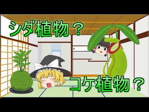 【ゆっくり解説】全生物の進化を見ていこう(6/7)