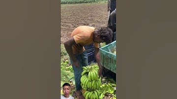 Sơ Chế Chuối nhanh hơn 10 năm kinh nghiệm #bananafarming #farming #banana