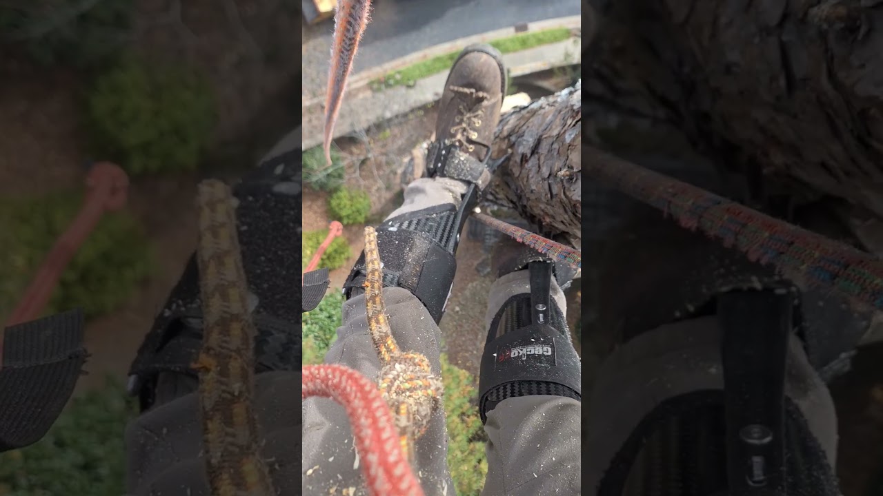 first tree in the carbon fibers.