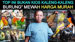 ✅TOP NOT A LUXURY 'BIRD FILLED' CANNED STALL BUT CHEAP PRICES AT THE PRAMUKA BIRD MARKET TODAY