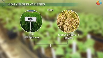 High Yielding Varieties
