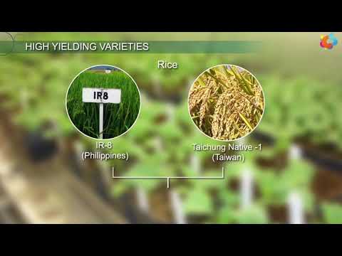 Video: Verschil Tussen HYV Seeds En Traditional Seeds