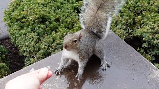 When squirrels are in a bad mood by Squirrels at the window 16,329 views 1 month ago 5 minutes, 3 seconds