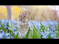 Cute Lakeside Chipmunks For Cats and Pets - 12 Hours