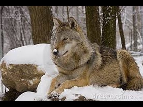 Vídeo: Los Estonios Rescatan Al Lobo Del Hielo Pensando Que Era Un Lobo