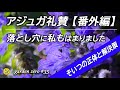 神グランドカバーアジュガだけどこれだけは気を付けて