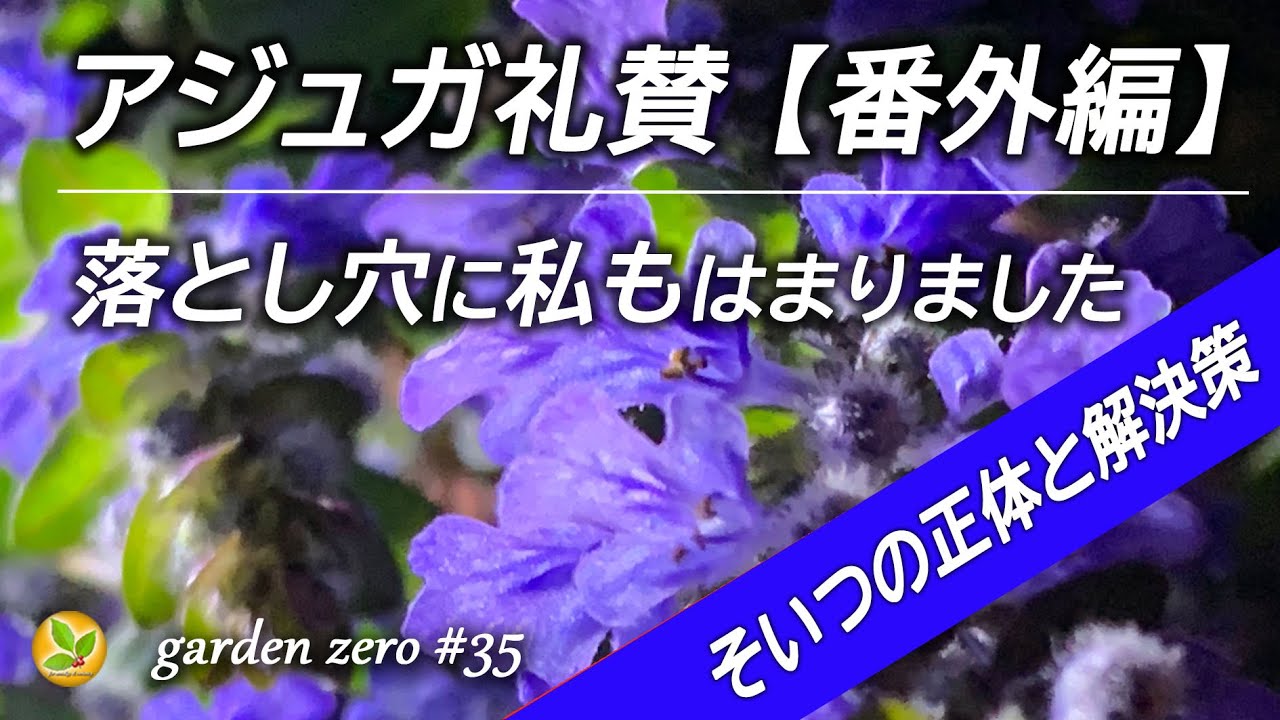 神グランドカバーアジュガだけどこれだけは気を付けて