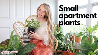 My Plant Collection | Small Apartment Indoor Plant Haul