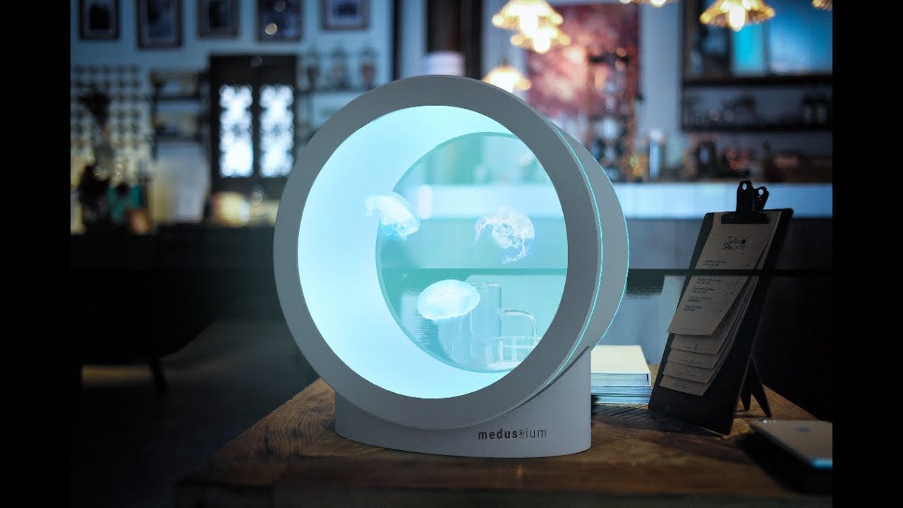 Medusium circle premium jellyfish aquarium YouTube