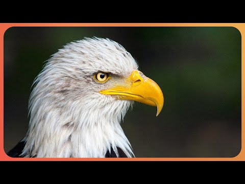 What Are America's Most Endangered Animals? | Wild America documentary thumbnail