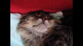 Paşamızın Keyfine Diyecek Yok :))