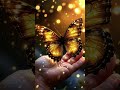 Wow titliyan beautiful mast 🦋🦋#status #whatsapp #music #titli