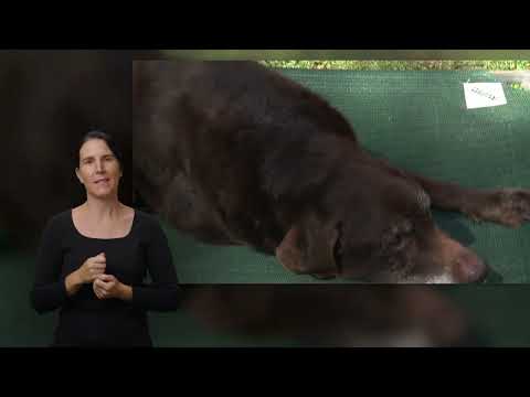 No Worries – Dogtales episode 3 – Auslan