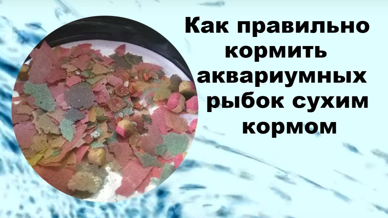 Как нужно кормить рыбок. Сколько корма нужно давать рыбкам. Как часто надо кормить рыбок в аквариуме сухим кормом. Как правильно кормить аквариумных рыбок сухим кормом. Сколько давать рыбам корма.