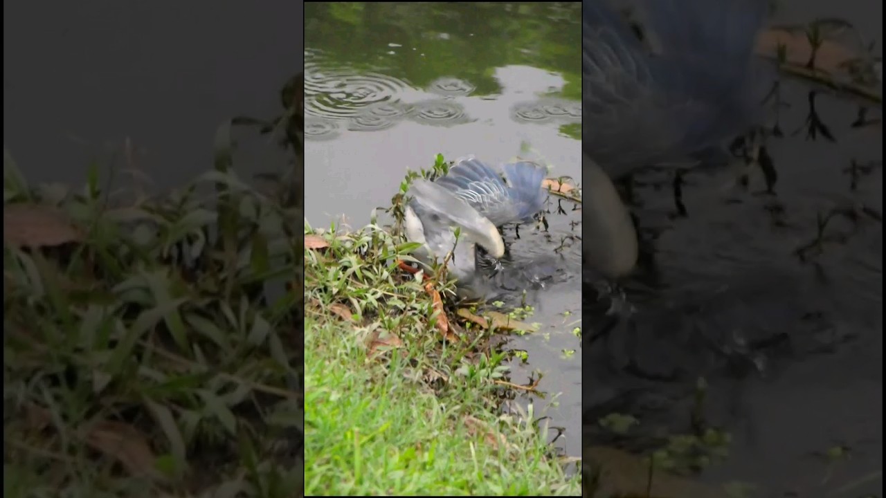 Awesome fishing master green heron 