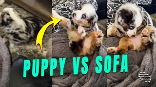 Precious Puppy Falls off the Sofa While Licking Itself