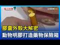 膠囊外殼大解密 動物明膠打造藥物保險箱