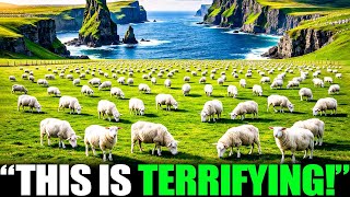 They Abandoned 4,000 Sheep on Campbell Island — Nature Turned Them Into Something Else