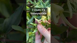 3 clues it’s Honeysuckle 🍃💚 (Lonicera japonica)  #survival #foraging #prepper #traditional