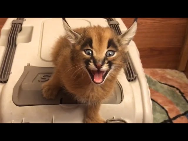 聲樂貓|有趣的小貓視頻寵物編譯2017
