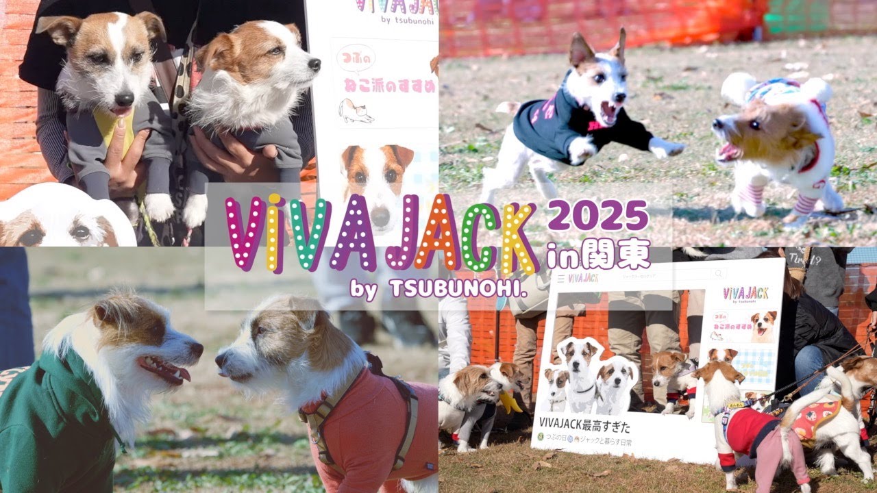 VIVAJACK2025 in Kanto] 500 people and 300 dogs, Jack's heaven was