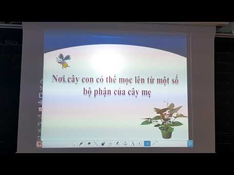 Bài: Cây con mọc lên từ đâu