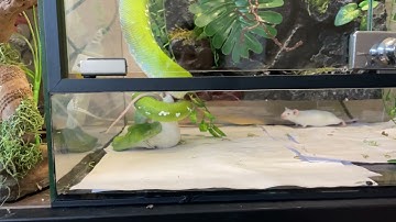 Trăn cây_ Green Tree Python