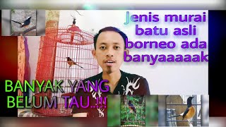Jenis - jenis murai batu || Mengenal lebih dekat jenis murai batu asli borneo