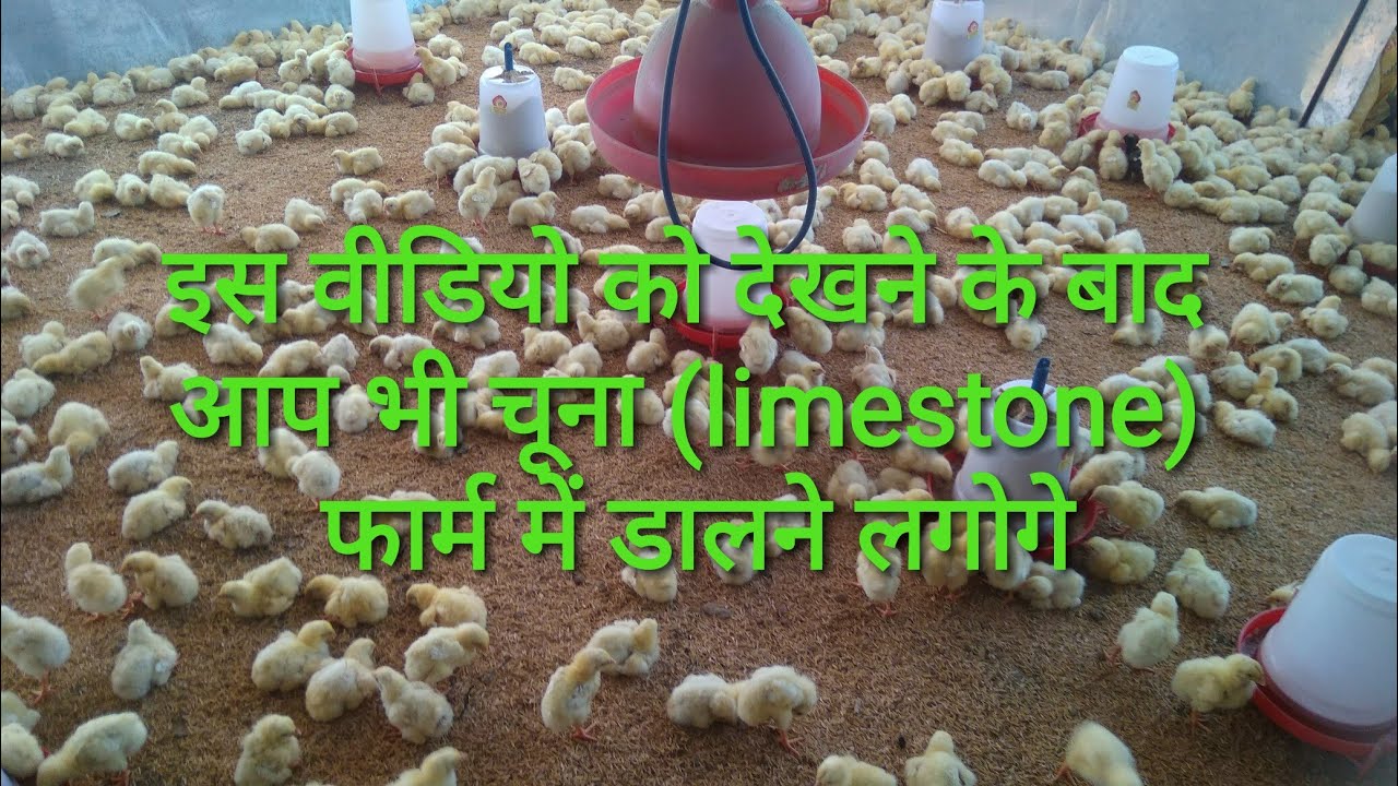 Use of lime in poultry farm पाउल्ट्री फ़ार्म में चूना कैसे डाले।Part 2