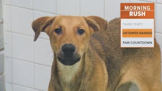 Dallas Animal Services to limit the number of dogs it takes in