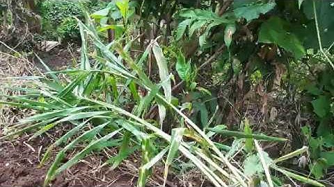 cara menanam jahe dengan mudah