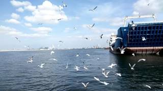 Morning from the Sea with #Sea Birds #Gulf sea UAE . @1009