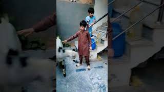 #goat #rahim#taqi
