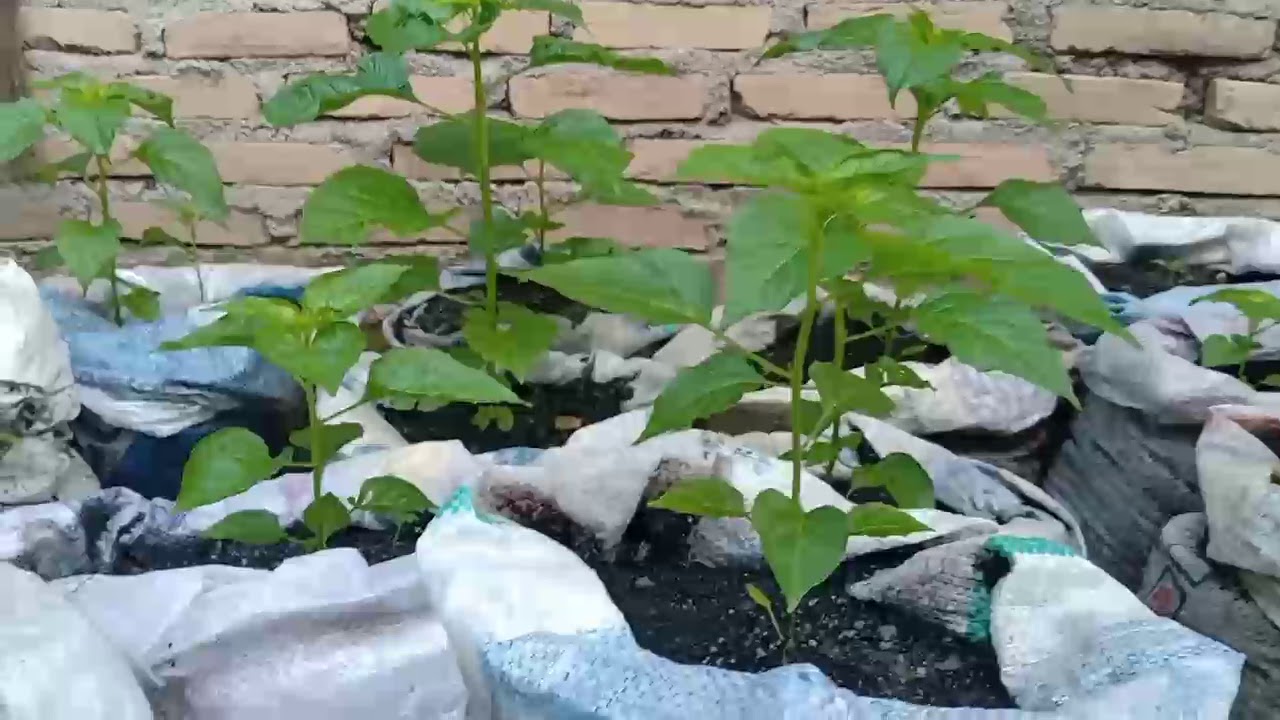 Trik dan cara menanam cabe rawit di karung agar tumbuh subur dan