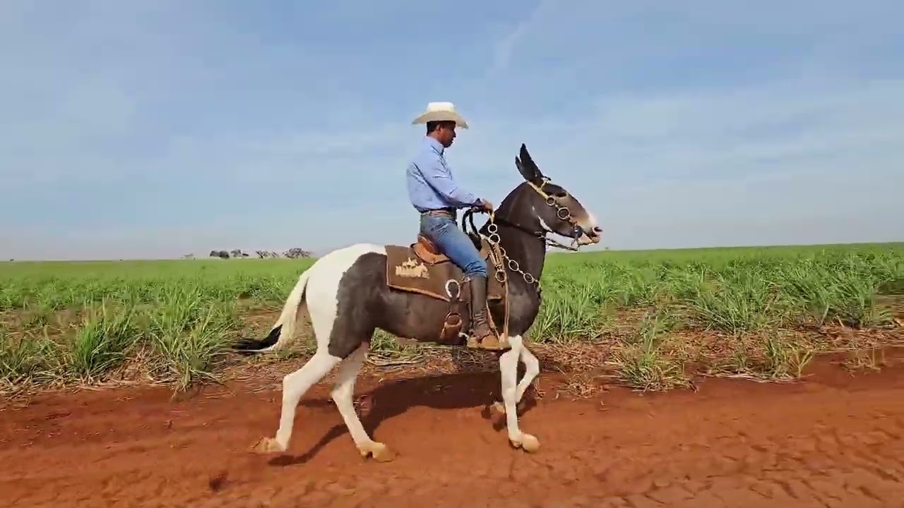 Lote 01 Desenhada da WC