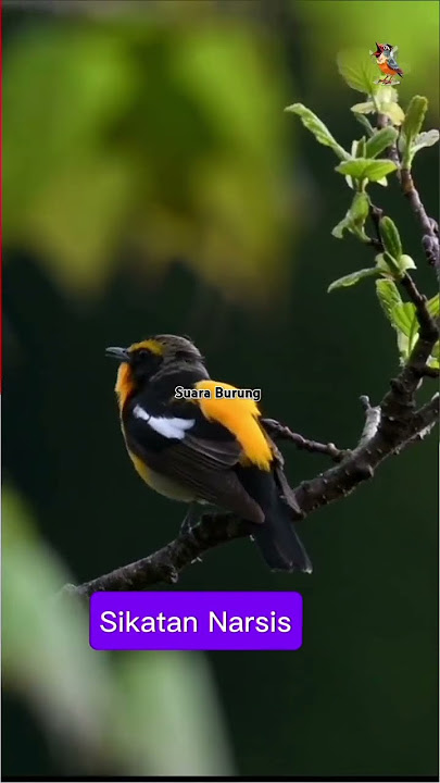 Suara burung #sikatan Narsis #birds #suaraburungkicau #birdsounds #birdslover #suaraburung