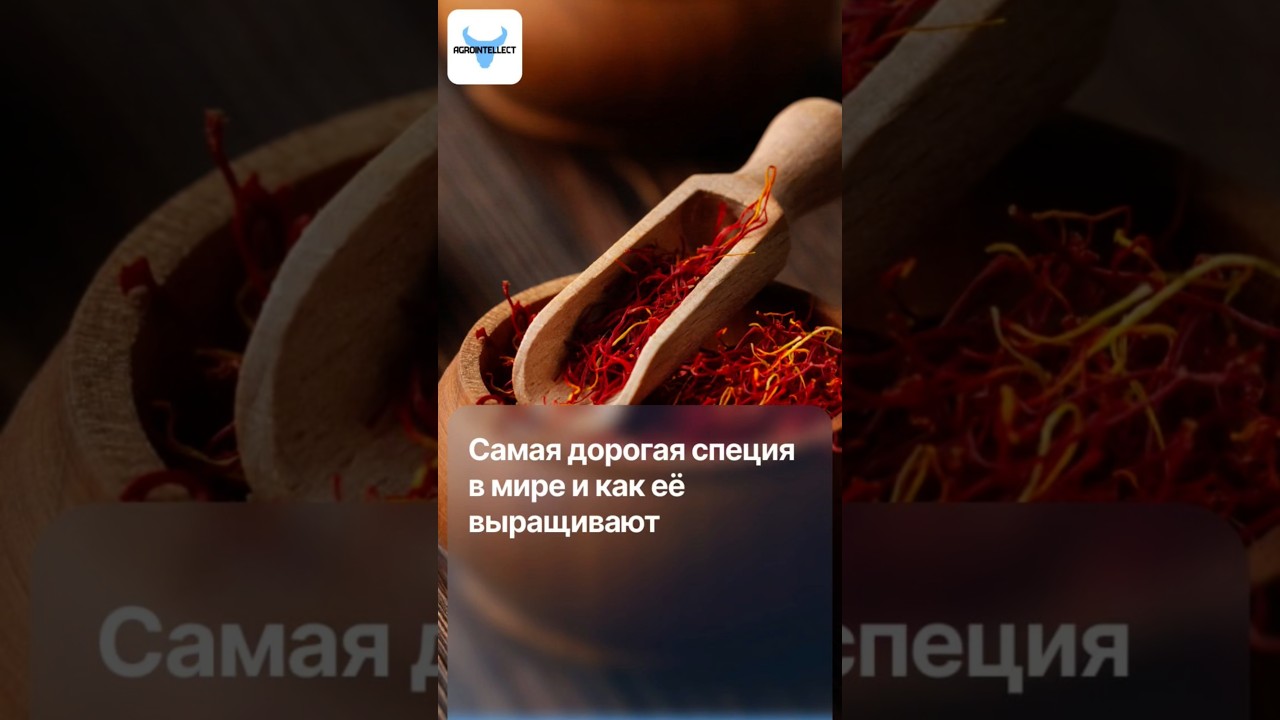 💰 Дороже золота: почему эта специя стоит 15 000$ за килограмм?