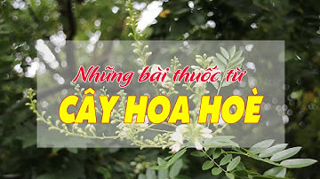 ĐIỆN BIÊN - Những bài thuốc từ cây hoa hoè | Vị thuốc quanh ta (Ngày 24-05-2024)