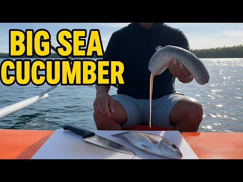 Cleaning a HUGE Sea Cucumber on the Boat 🐙🌊 | Ocean-to-Table Seafood Prep in Action!