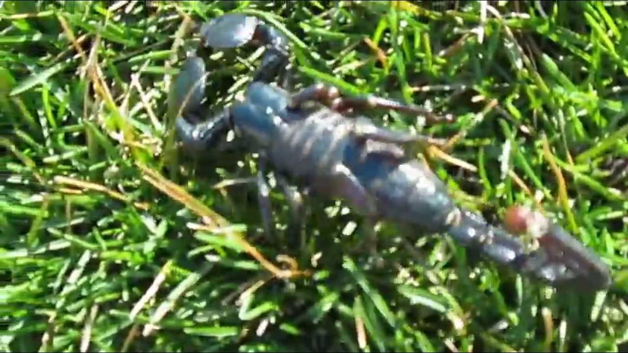 black mirror season 5 My Scorpion playing outside.